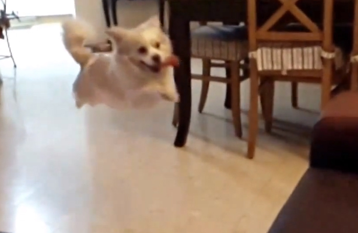 Hund hoppar i slow motion