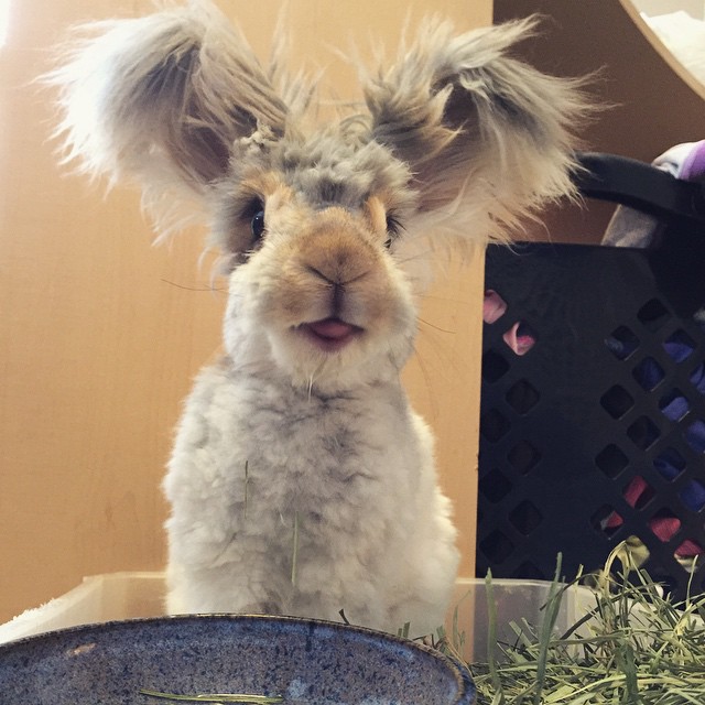 haircut-rabbit-angora-wally-14