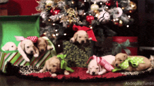 julafton hundar i present