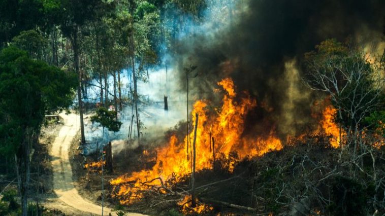 så hjälper du amazonas