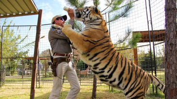 Nyheter om Tiger King