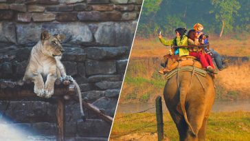 Varför kan zoon, elefantridning och cirkusar vara skadliga för djuren?