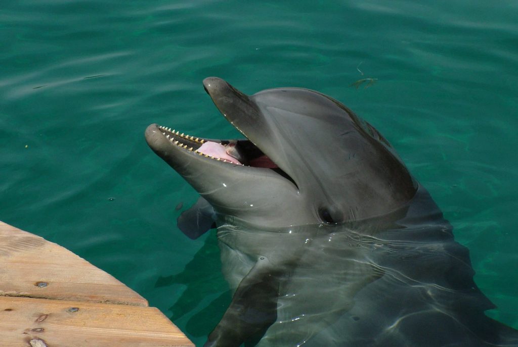 Varför ska man inte simma med delfiner