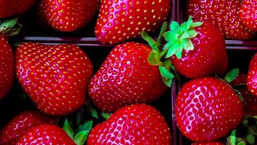 när ska man plantera jordgubbar