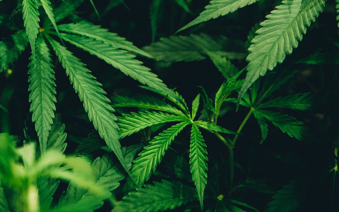 legalisera cannabis