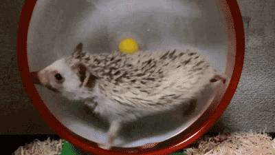 Hedgehog running