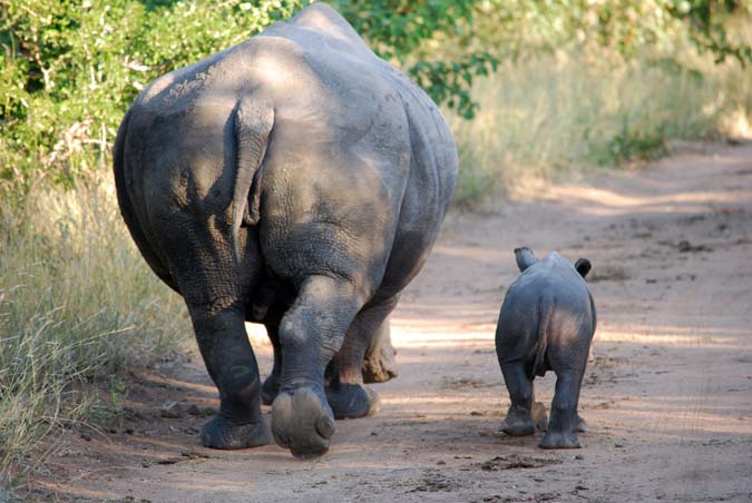 amanda davis rhino and baby on safari