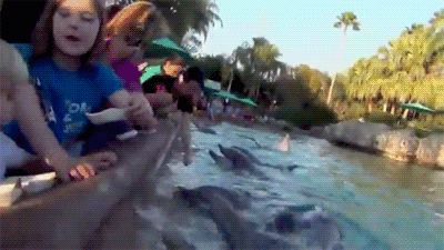 animals being jerks gifs dolphin