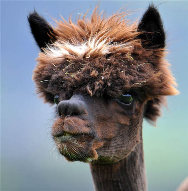 alpacas with the most amazing hair 5