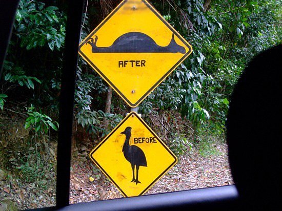 before after cassowary
